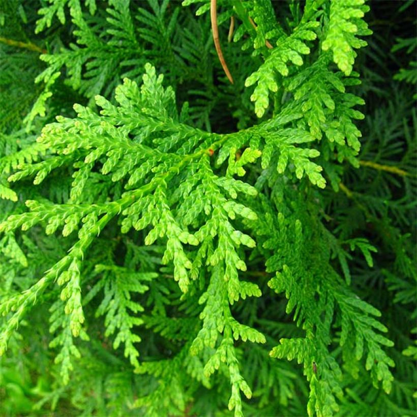 Thuya du Canada - Thuja occidentalis Brabant  (Feuillage)