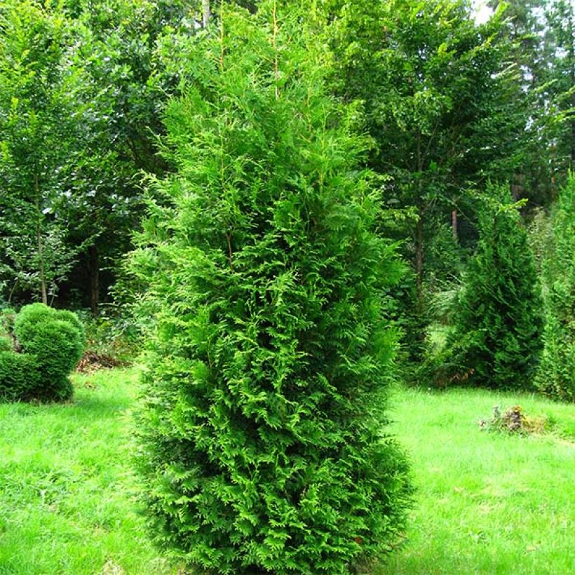 Thuya du Canada - Thuja occidentalis Brabant  (Port)