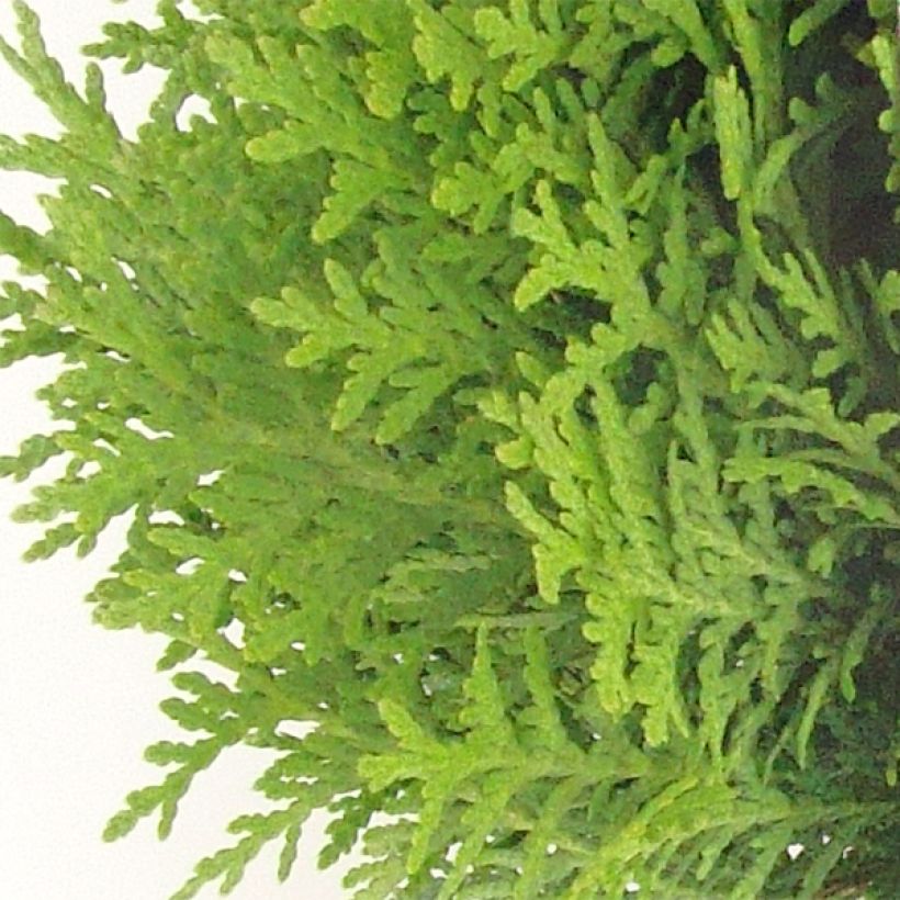 Thuya du Canada - Thuja occidentalis Danica (Feuillage)