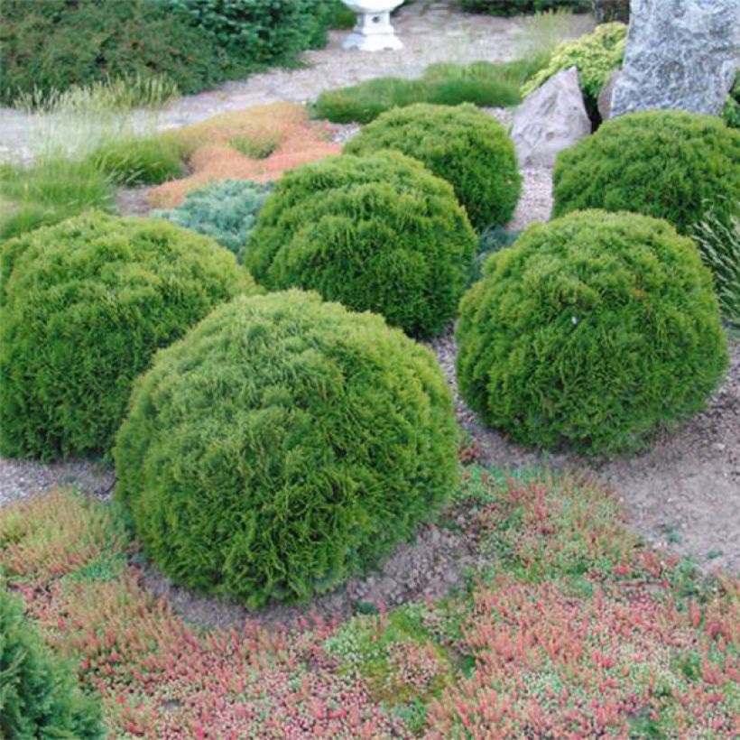 Thuya du Canada - Thuja occidentalis Danica (Port)