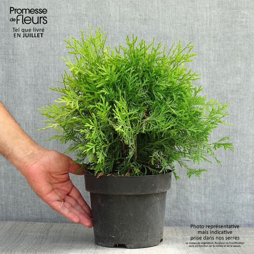 Spécimen de Thuja occidentalis Danica Aurea - Thuya du Canada Pot de 2L/3L tel que livré en été