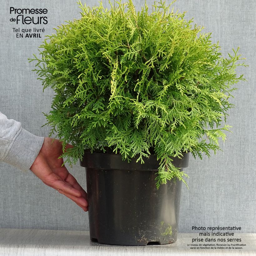 Spécimen de Thuja occidentalis Danica Aurea - Thuya du Canada en pot de 7,5l/10l tel que livré au printemps