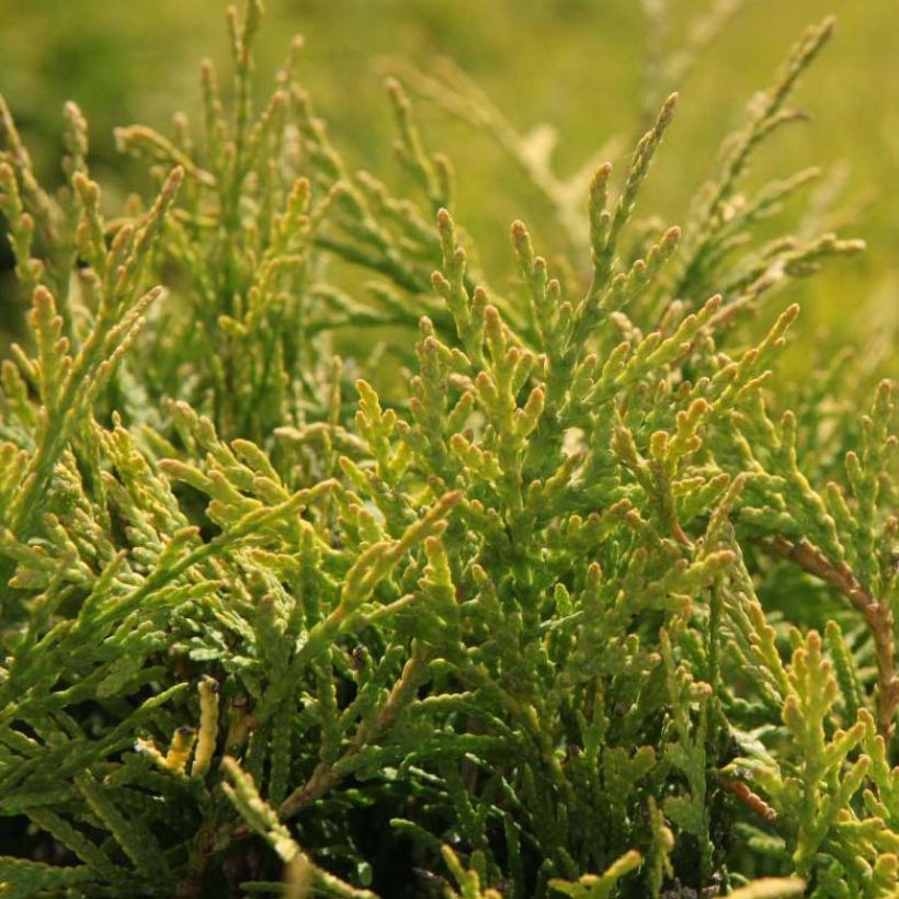 Thuya du Canada - Thuja occidentalis Golden Globe (Feuillage)