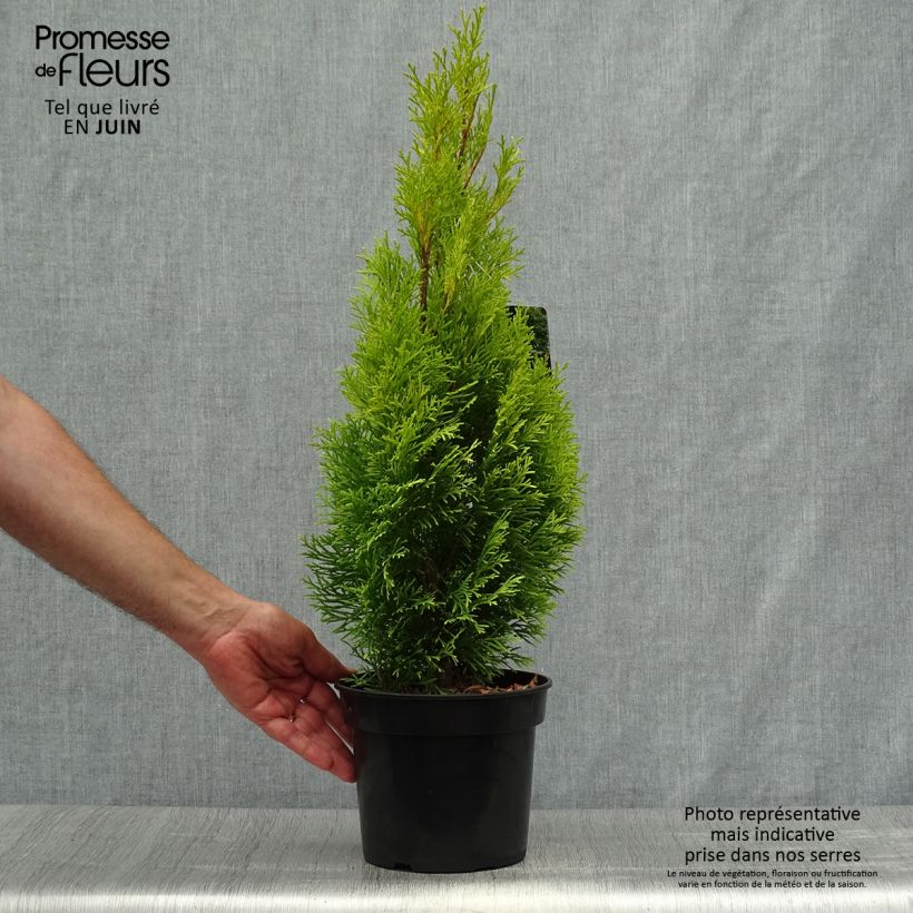 Spécimen de Thuja occidentalis Golden Smaragd - Thuya du Canada Pot de 2L/3L tel que livré en été