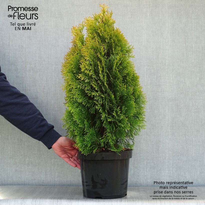 Spécimen de Thuja occidentalis Golden Smaragd - Thuya du Canada en pot de 7,5L/10L tel que livré au printemps
