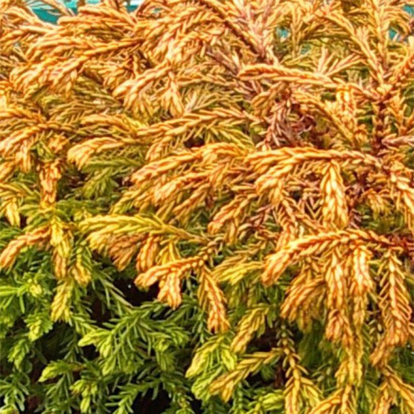 Thuya du Canada - Thuja occidentalis Golden Tuffet                 (Feuillage)