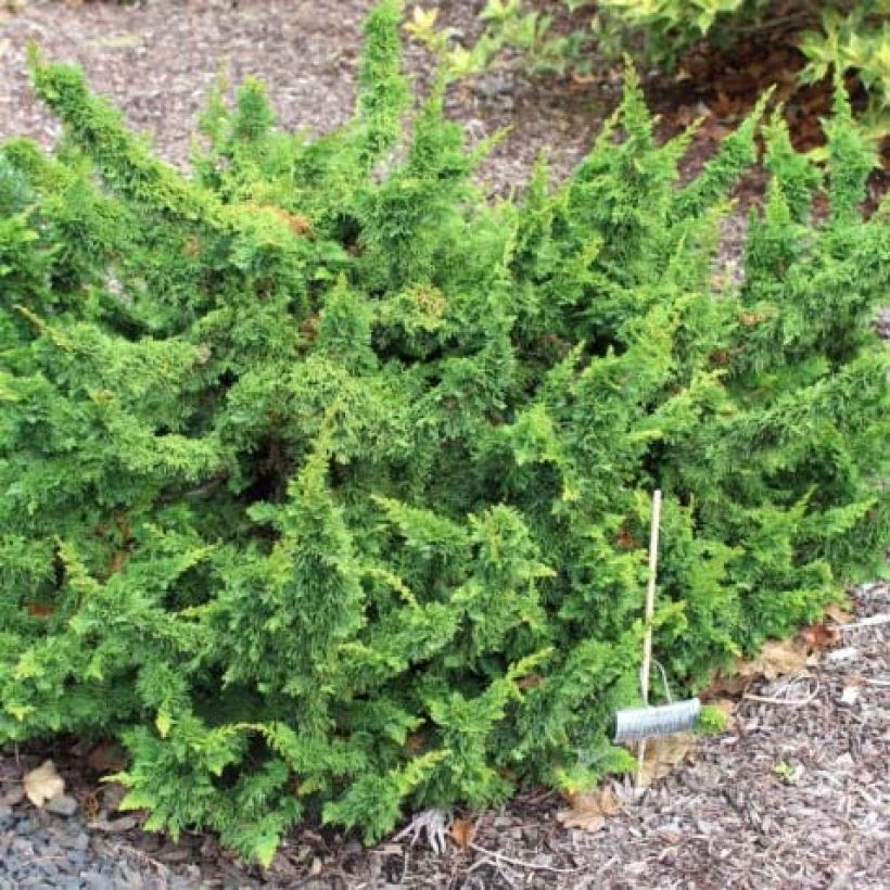 Thuya du Canada - Thuja occidentalis Malonyana Holub (Port)