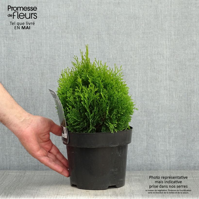 Spécimen de Thuja occidentalis Miky - Thuya du Canada en pot de 2l/3l tel que livré au printemps