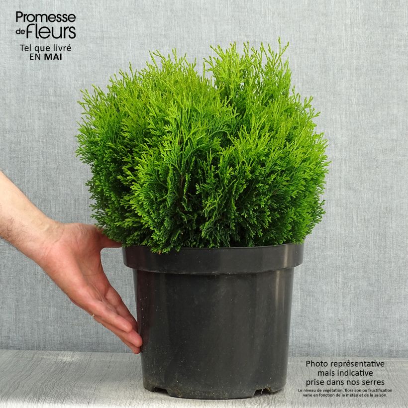 Spécimen de Thuja occidentalis Miky - Thuya du Canada en pot de 7,5l/10l tel que livré au printemps