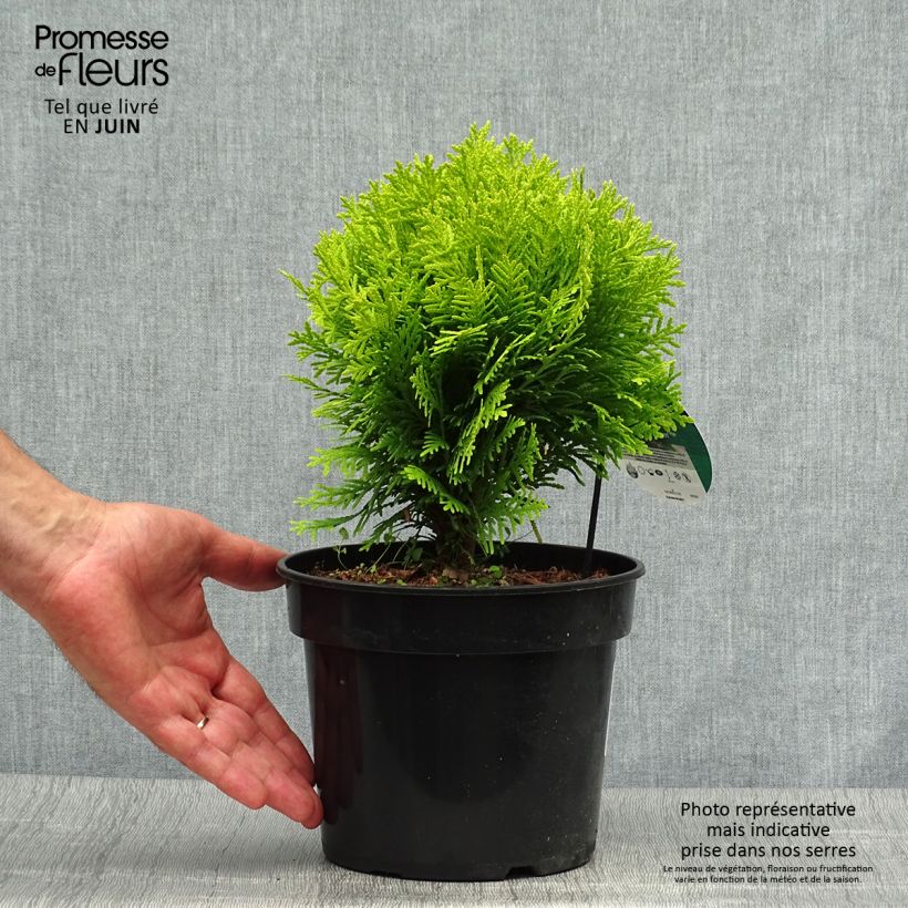 Spécimen de Thuja occidentalis Mirjam - Thuya du Canada Pot de 2L/3L tel que livré en été