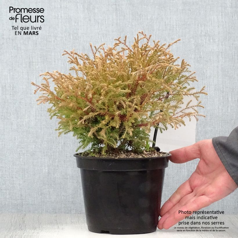 Spécimen de Thuya du Canada - Thuja occidentalis Mr Bowling Ball Pot de 2L/3LHauteur livrée env. 15+cm tel que livré au printemps