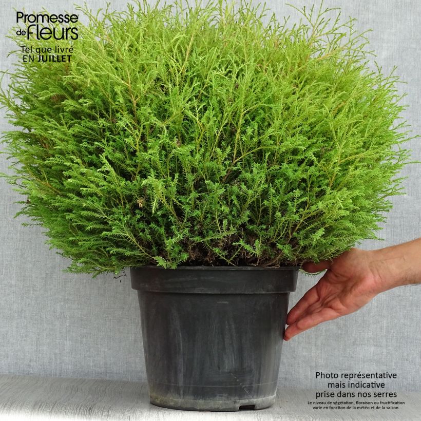 Spécimen de Thuya du Canada - Thuja occidentalis Mr Bowling Ball Pot de 7,5L/10L tel que livré en été