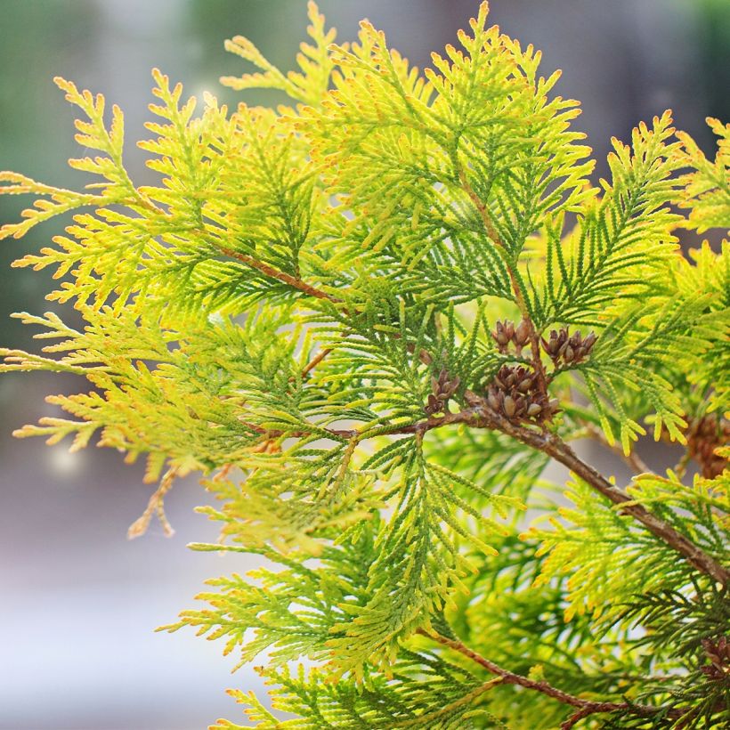 Thuya du Canada - Thuja occidentalis Salland (Feuillage)