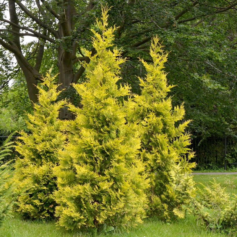 Thuya du Canada - Thuja occidentalis Salland (Port)