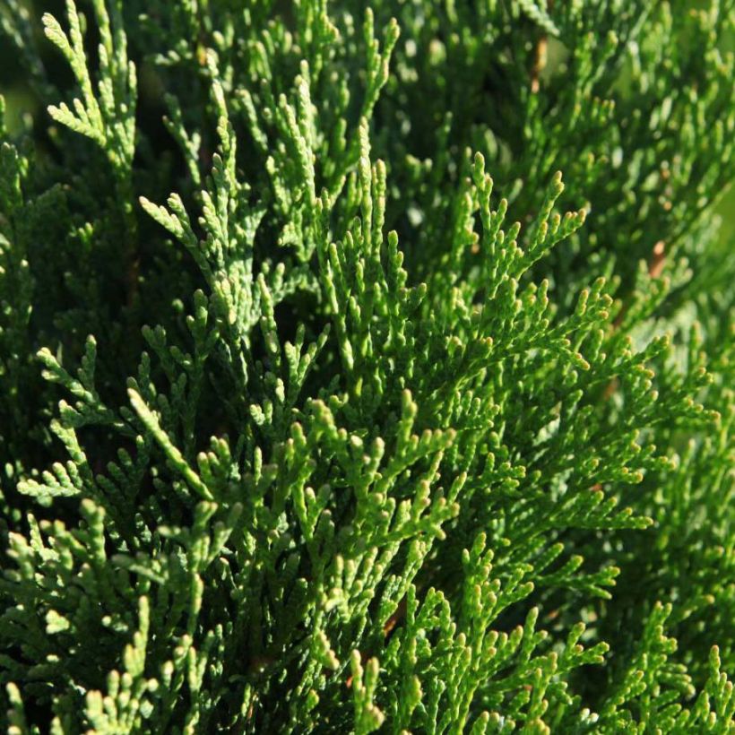 Thuya du Canada - Thuja occidentalis Smaragd (Feuillage)