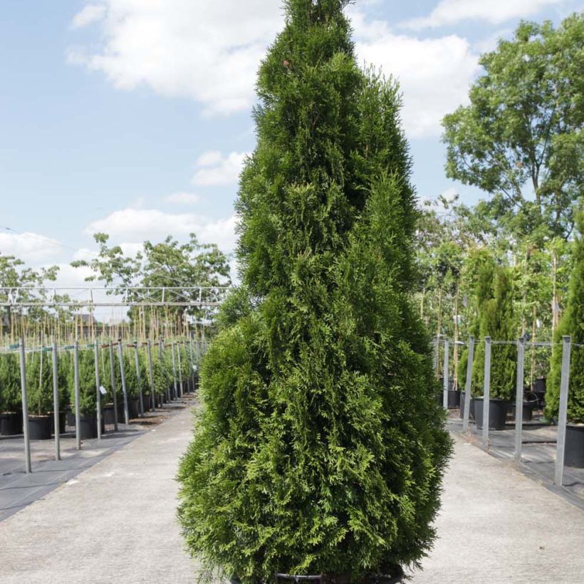 Thuya du Canada - Thuja occidentalis Smaragd (Port)