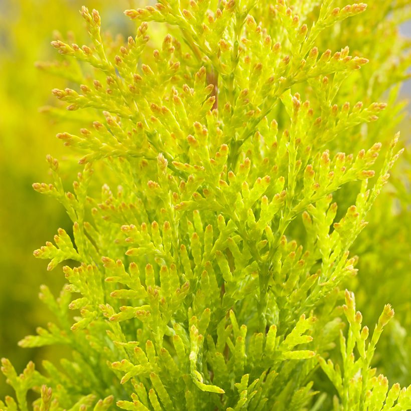 Thuja occidentalis Sunny Smaragd - Thuya du Canada (Feuillage)
