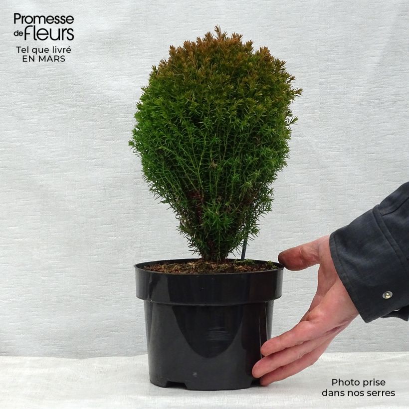Spécimen de Thuja occidentalis Teddy - Thuya du Canada                        Pot de 2L/3LHauteur livrée env. 20cm tel que livré au printemps