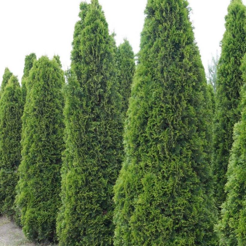 Thuja occidentalis Totem Smaragd - Thuya du Canada (Port)