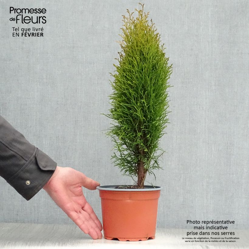 Spécimen de Thuja occidentalis Totem Smaragd - Thuya du Canada Pot de 2L/3L tel que livré en hiver