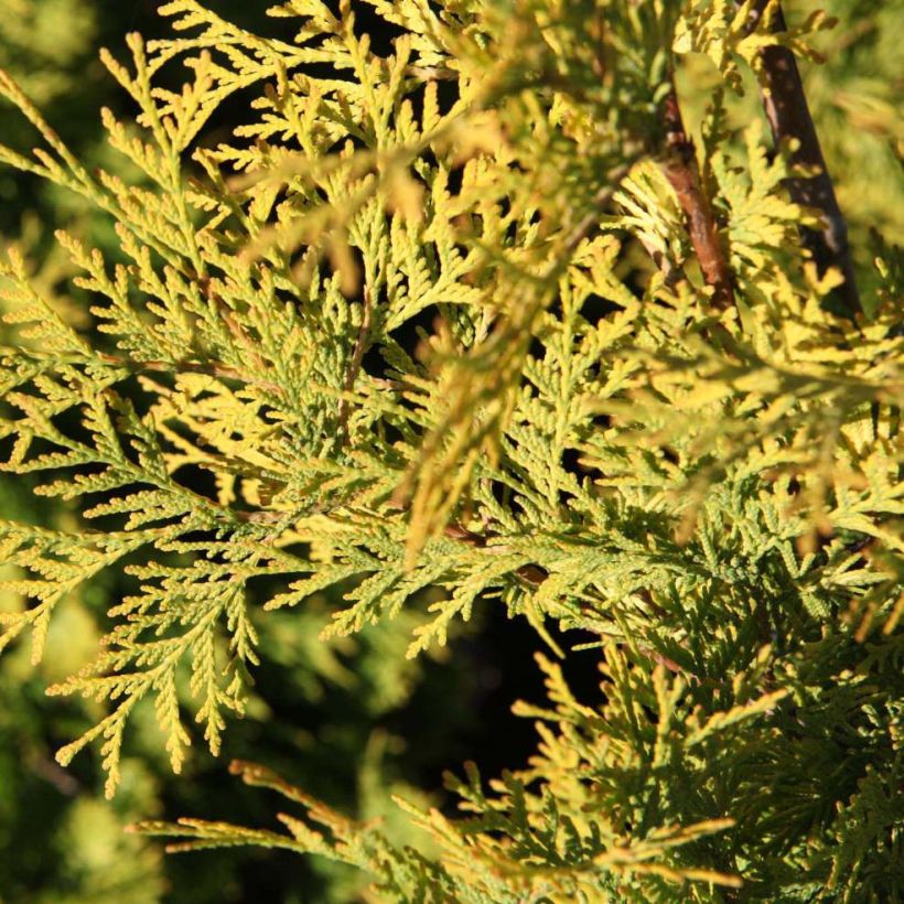 Thuya du Canada - Thuja occidentalis Yellow Ribbon. (Feuillage)