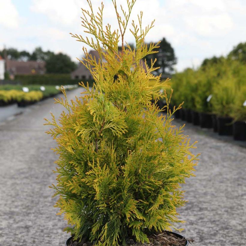 Thuya du Canada - Thuja occidentalis Yellow Ribbon. (Port)