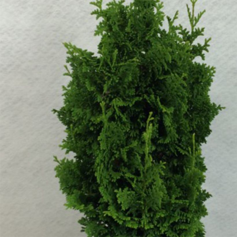 Thuya du Canada - Thuja occidentalis Zmatlik                      (Feuillage)