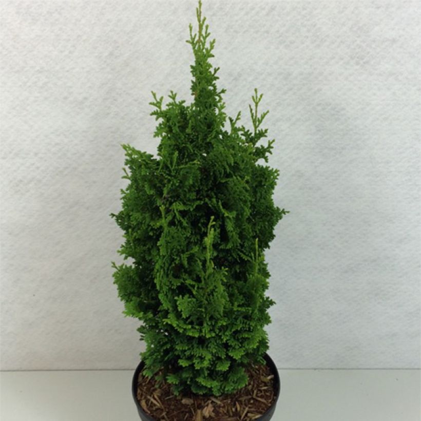 Thuya du Canada - Thuja occidentalis Zmatlik                      (Port)