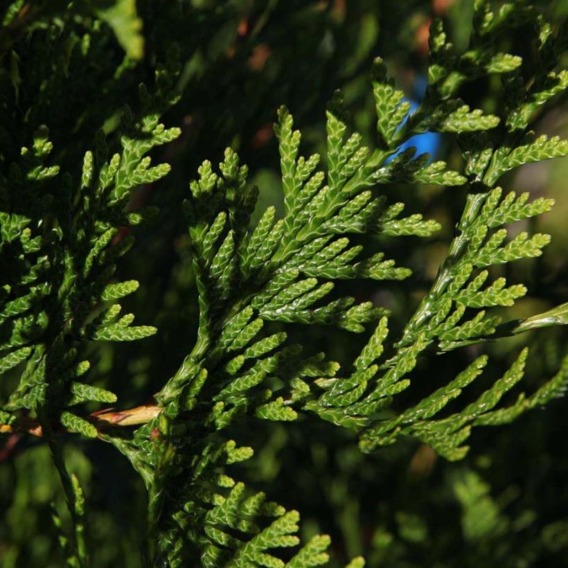 Thuya pour haie - Thuja plicata Atrovirens (Feuillage)