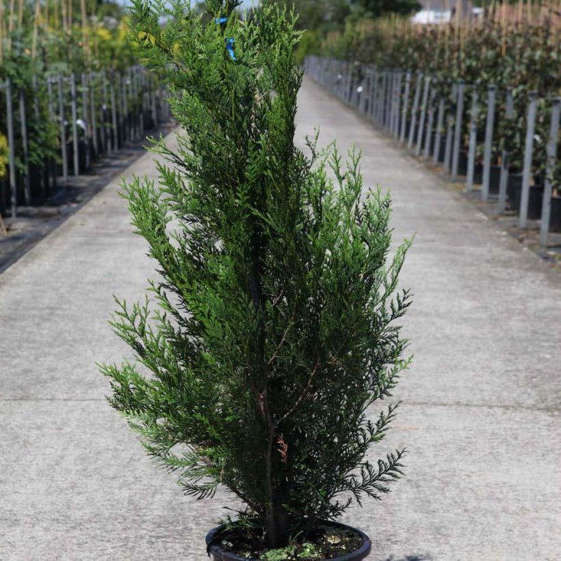 Thuya pour haie - Thuja plicata Atrovirens (Port)