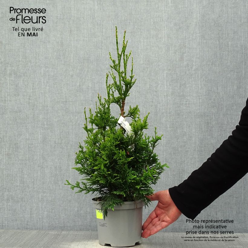 Spécimen de Thuja plicata Can-Can - Thuya compact en pot de 2L/3L tel que livré au printemps