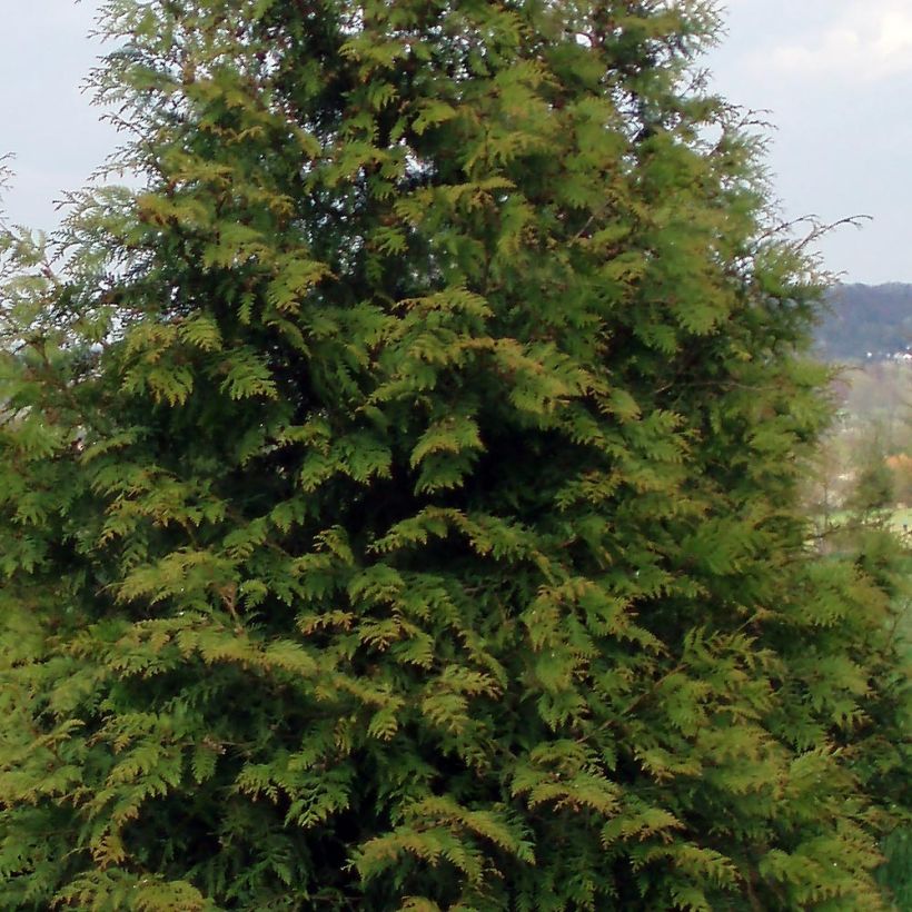 Thuja plicata Excelsa (Feuillage)