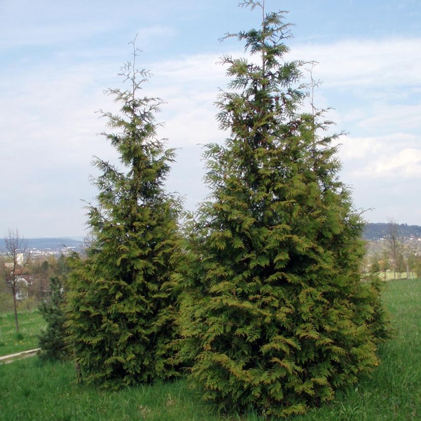 Thuja plicata Excelsa (Port)