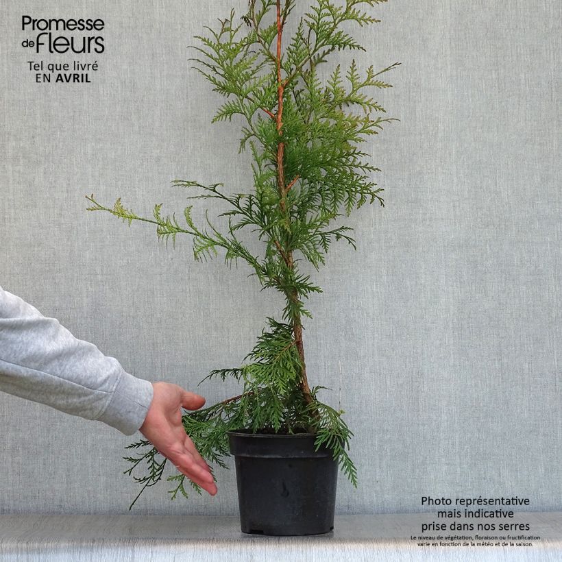 Spécimen de Thuja plicata Excelsa en pot de 2/3L tel que livré au printemps