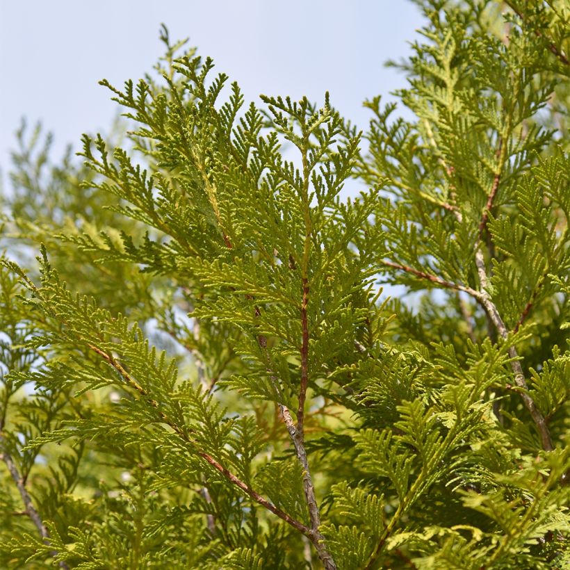 Thuya géant - Thuja plicata Martin (Feuillage)