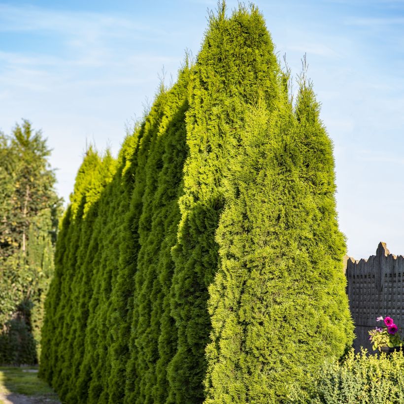 Thuya géant - Thuja plicata Martin (Port)