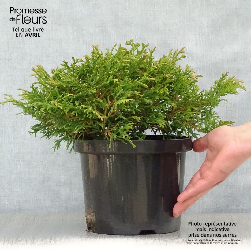 Spécimen de Thujopsis dolabrata Variegata Pot de 2L/3L tel que livré au printemps