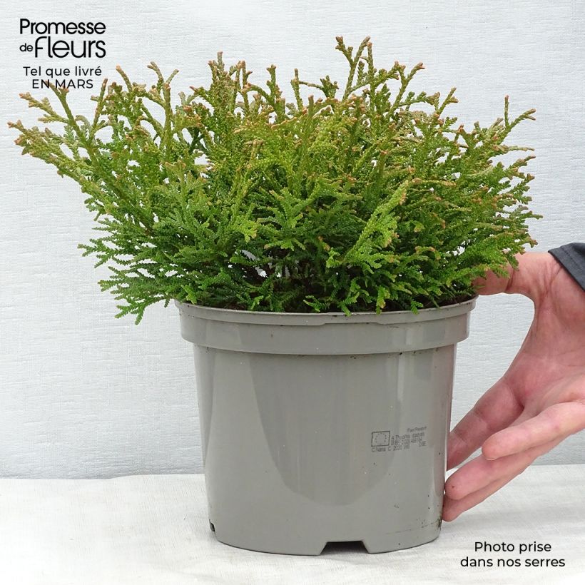 Spécimen de Thujopsis dolobrata Nana en pot de 2/3L tel que livré au printemps