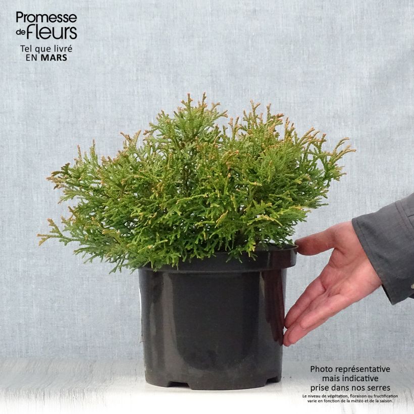 Spécimen de Thujopsis dolobrata Nana en pot de4/5L tel que livré au printemps