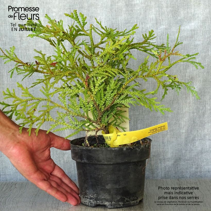 Spécimen de Thujopsis dolobrata Pot de 2L/3L tel que livré en été