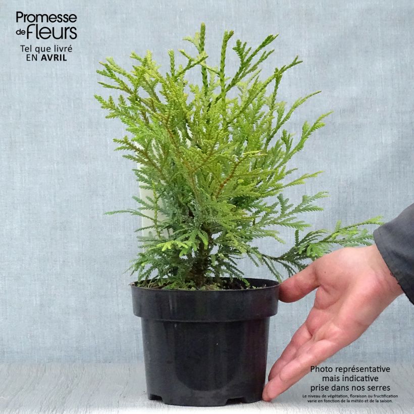 Spécimen de Thujopsis dolobrata en pot de 2/3L tel que livré au printemps