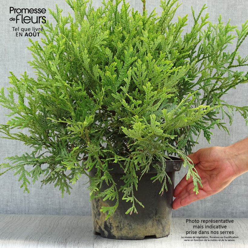 Spécimen de Thujopsis dolobrata Pot de 4L/5L tel que livré en été