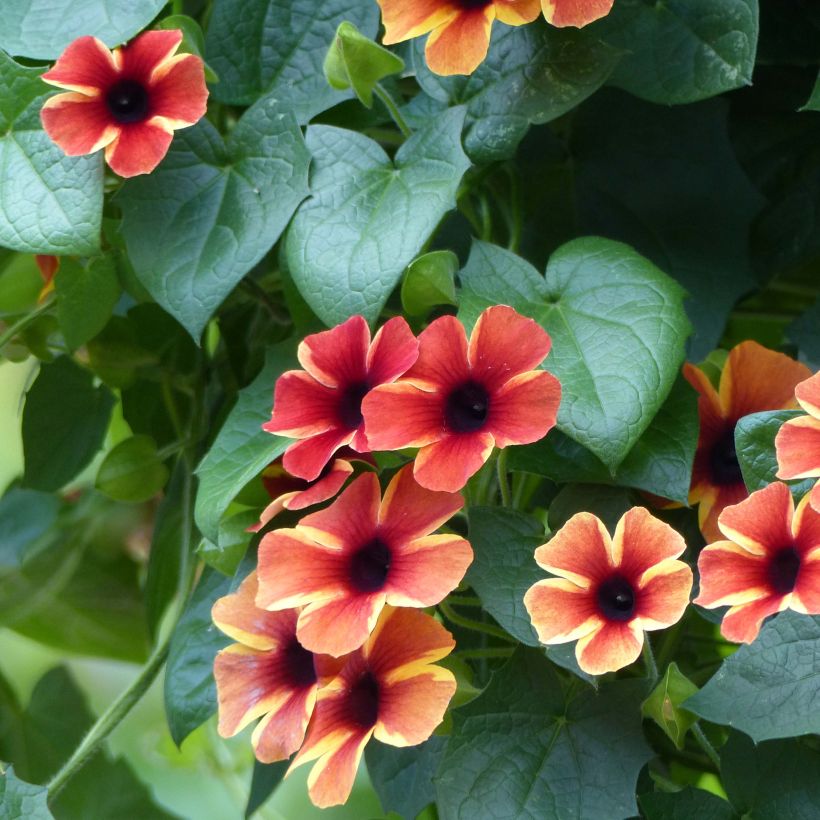 Suzanne-aux-yeux-noirs - Thunbergia Tangerine Slice (Floraison)