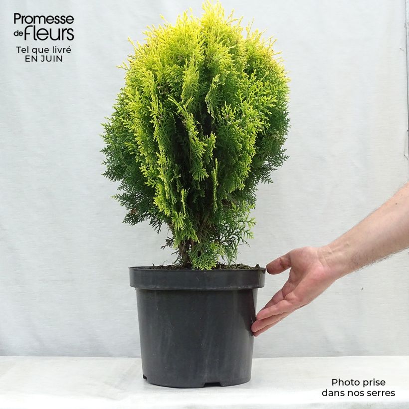 Spécimen de Thuya d'Orient - Platycladus orientalis Aurea Nana Pot de 7,5L/10L tel que livré en été