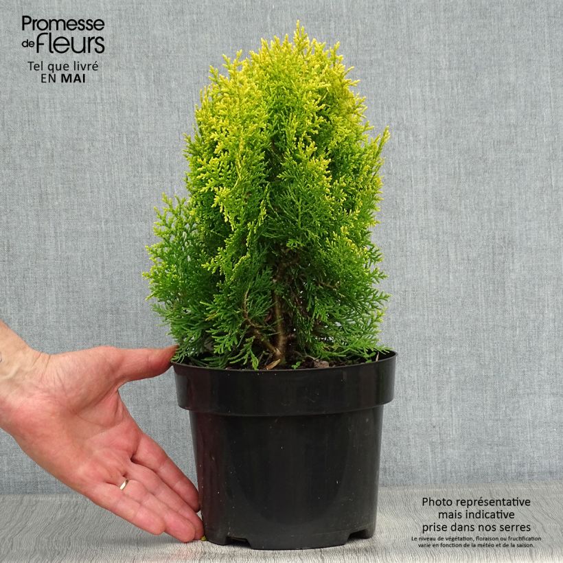 Spécimen de Thuya d'Orient - Platycladus orientalis Aurea Nana en pot de 2L tel que livré au printemps
