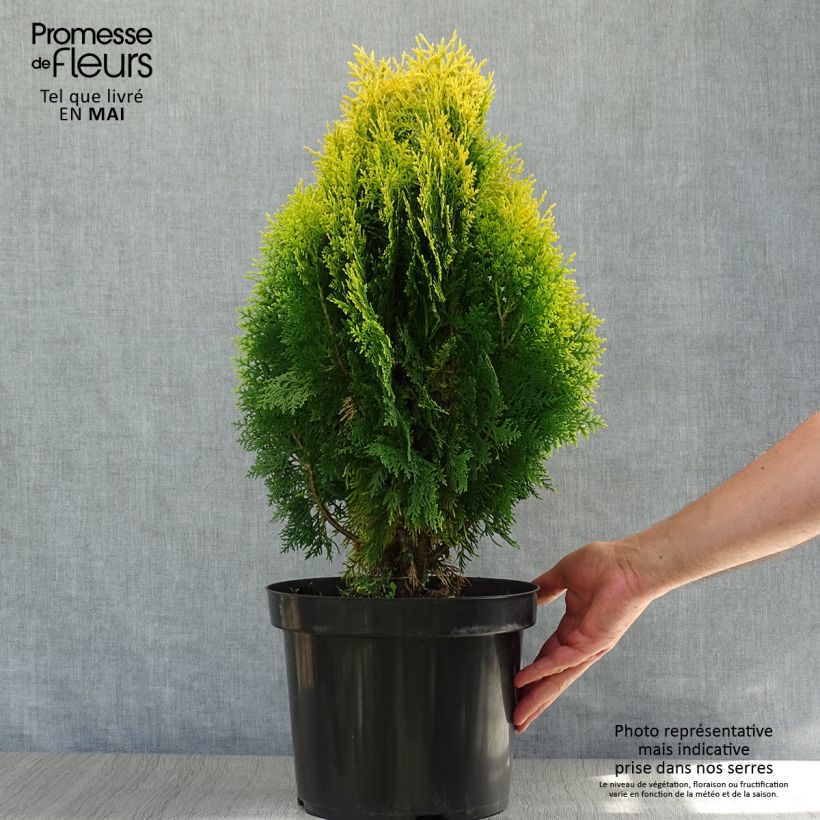 Spécimen de Thuya d'Orient - Platycladus orientalis Aurea Nana en pot de 7,5L tel que livré au printemps