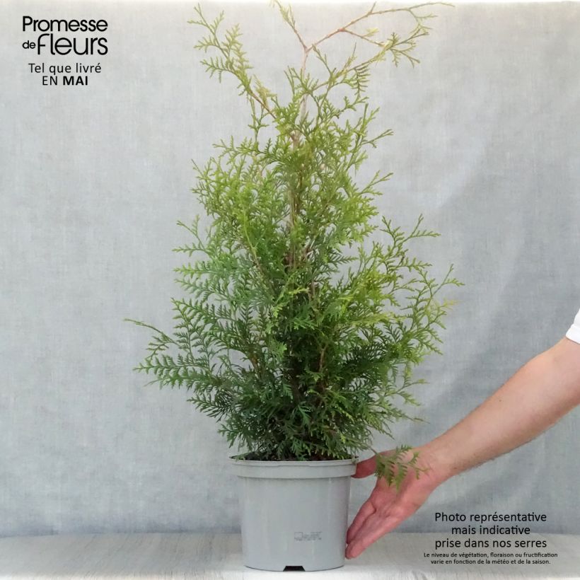 Spécimen de Thuya du Canada - Thuja occidentalis Brabant 80/100cm en pot de 4L/ 5L tel que livré au printemps