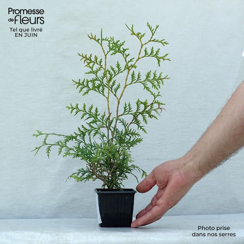 Spécimen de Thuya du Canada - Thuja occidentalis Brabant  Godet de 8/9 cm tel que livré en été