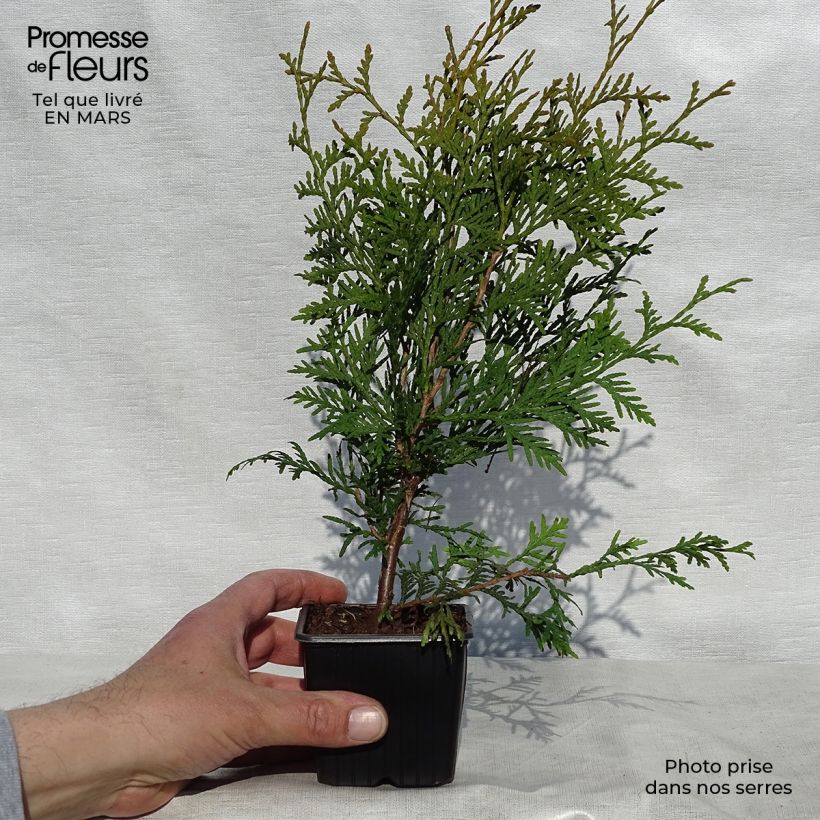 Spécimen de Thuya du Canada - Thuja occidentalis Brabant en godet de 9cm tel que livré au printemps