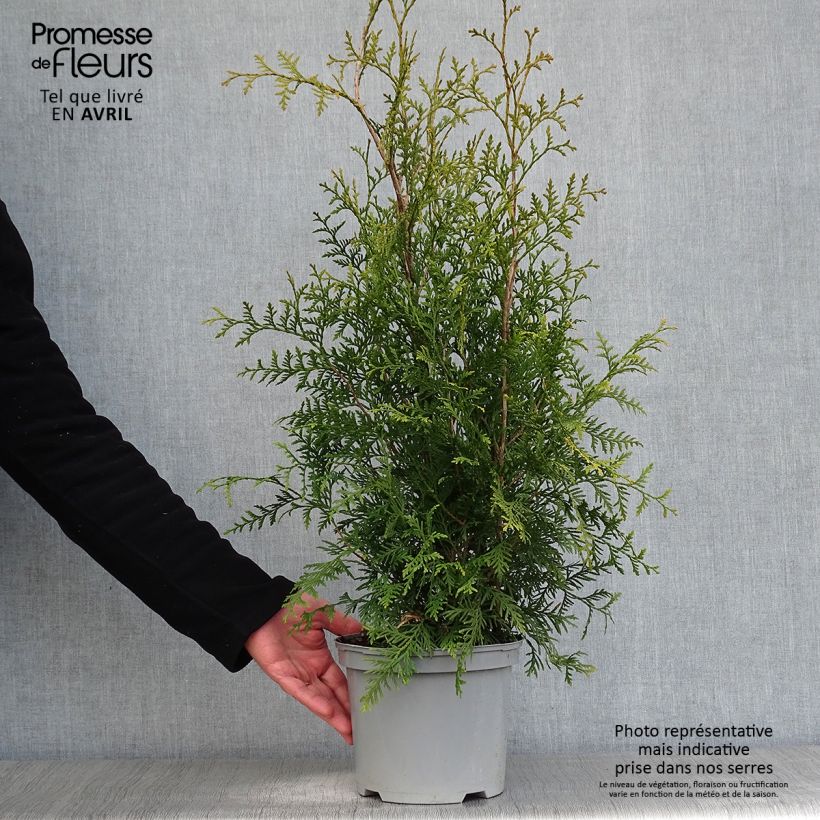 Spécimen de Thuya du Canada - Thuja occidentalis Brabant  Pot de 2L/3LHauteur livrée env. 60/80cm tel que livré au printemps